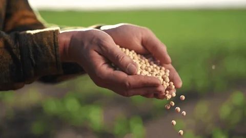 Mustard Seeds by trade-pros