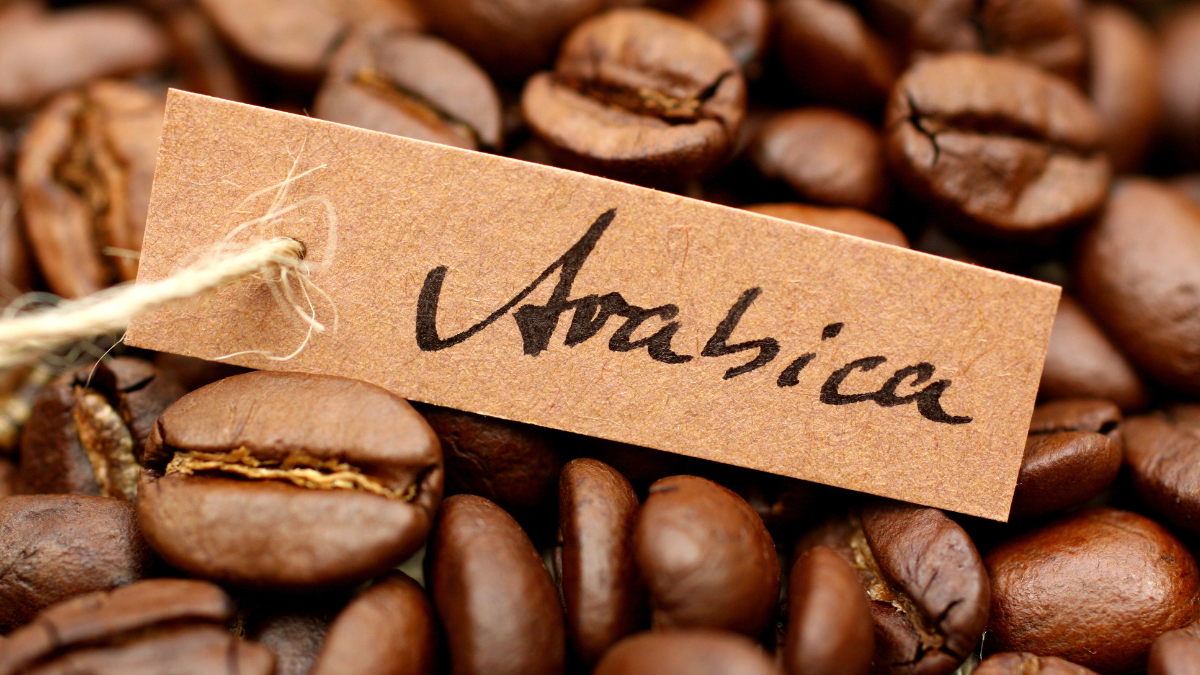 Arabica Coffee Beans by Hang Xanh Company Limited