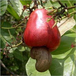 Cashew Kernel Oil by Thai Phuong Lam Company Limited