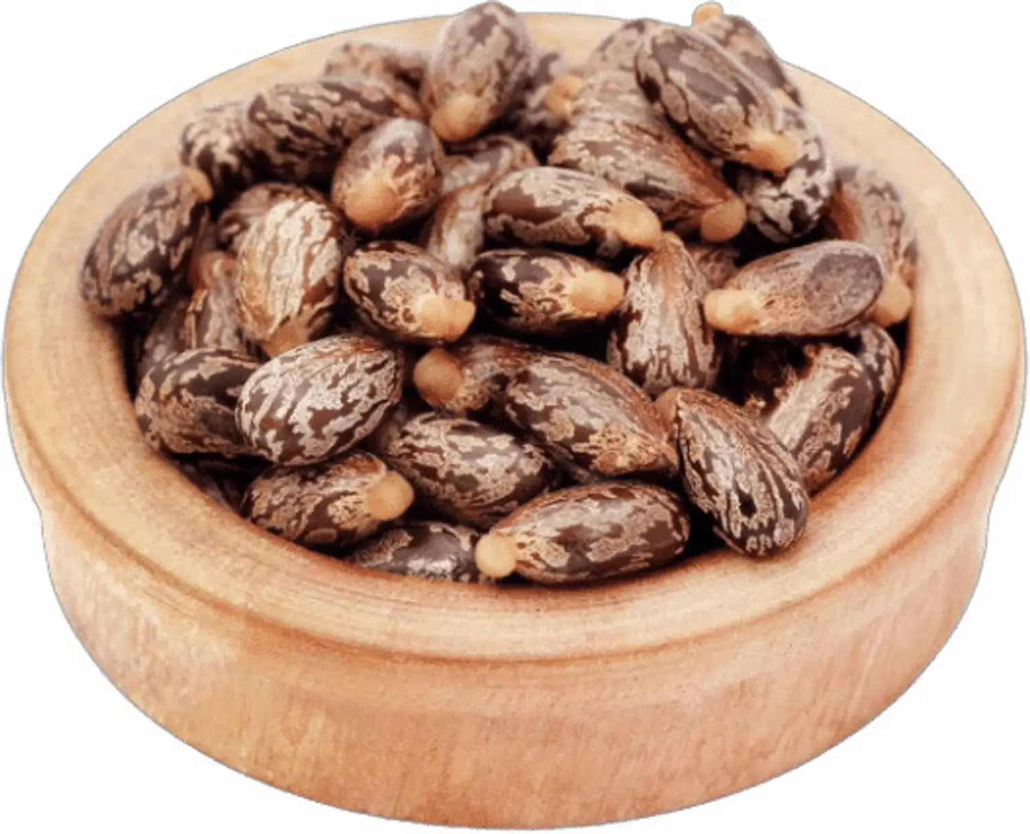 Castor Seeds by Mahlet Tesfaye