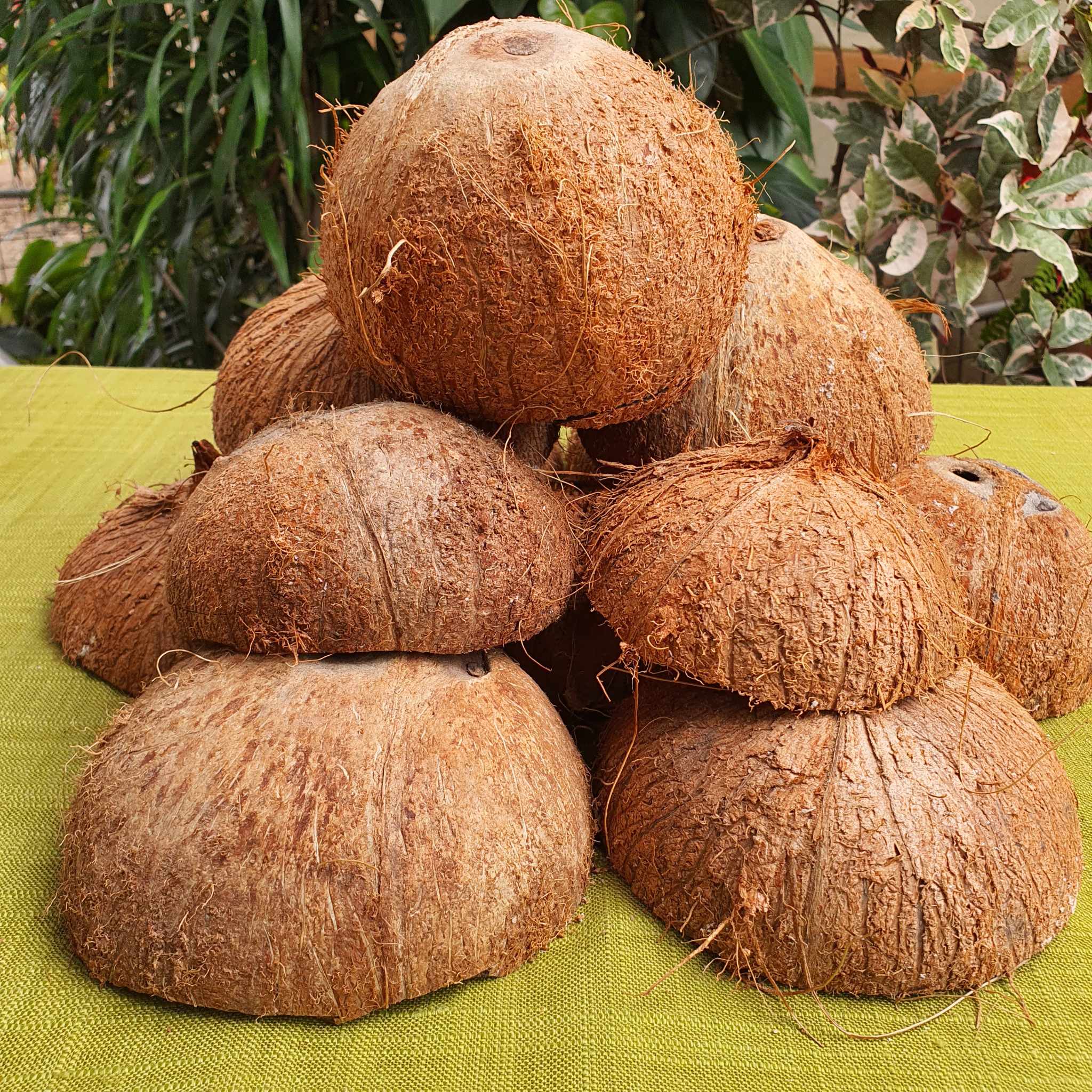 Coconut Shell Briquettes by  Ahgo Company Limited 