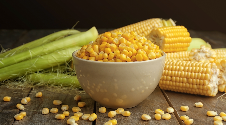 Corn DDGS by Nutrimake Exports