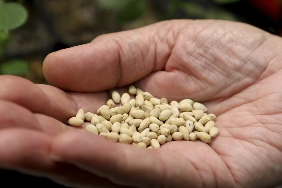 Cotton waste by Ninh Thuan Yarn Joint Stock Company