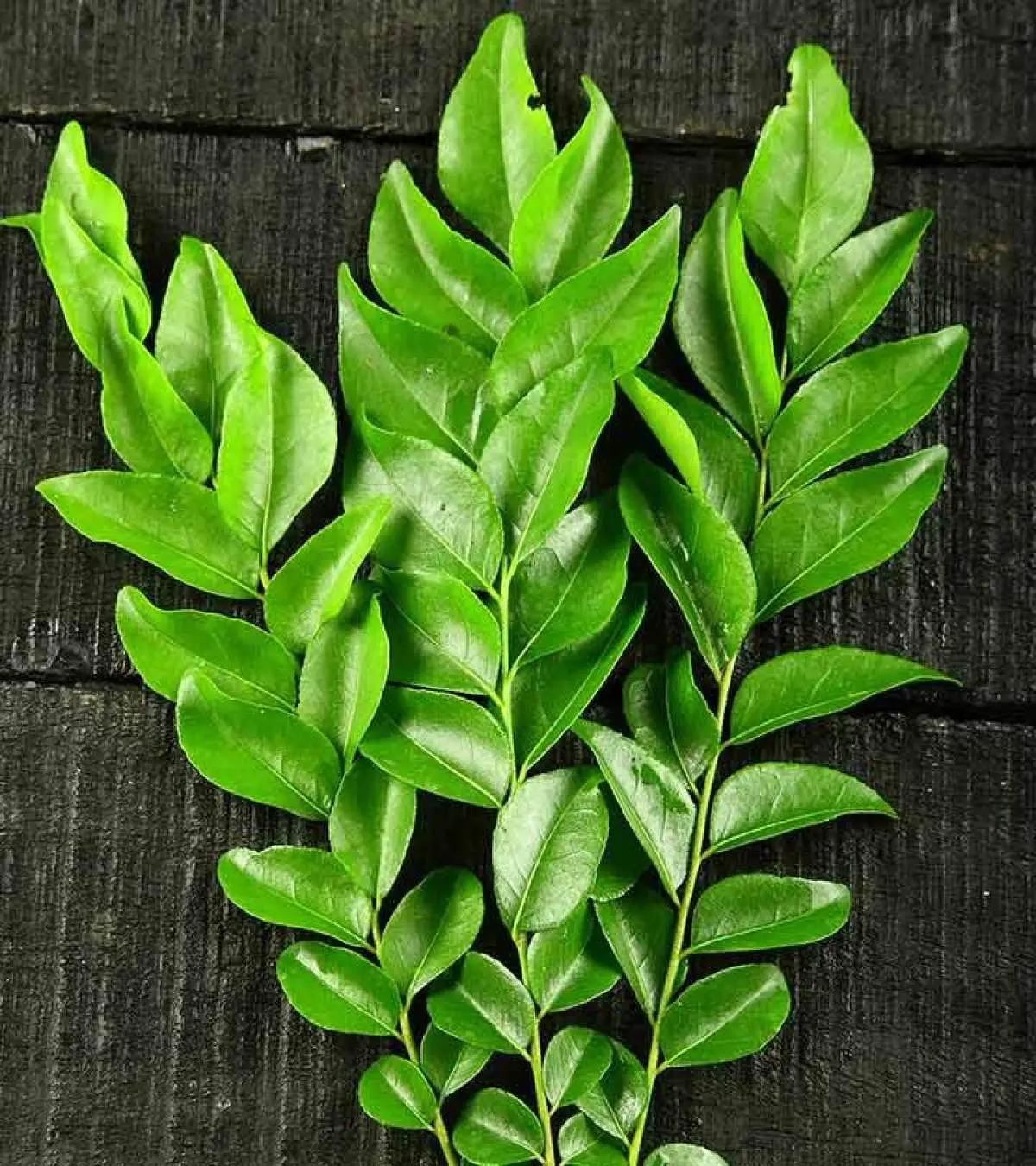 Curry Leaves by  Raju Traders 