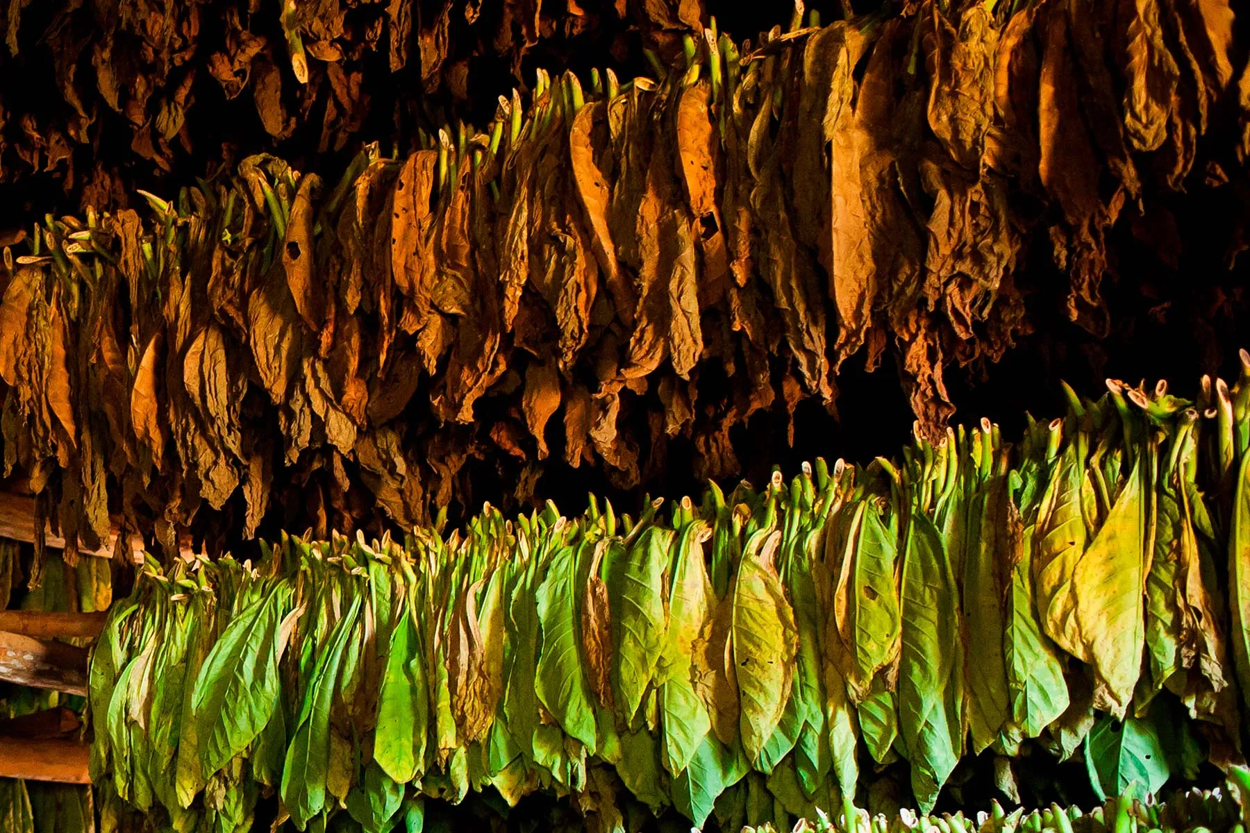 Petroleum Products by  Uniglo Exports Pvt Ltd 